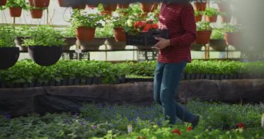 Bahçıvan, bir seranın yemyeşil zeminine karşı süs çiçeği fidelerinin sağlığını dikkatlice inceler..