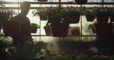 Bir seranın içindeki canlı çiçeklere gübre püskürten bir bahçıvan silueti, bitkilerin bakımını gözler önüne seriyor..