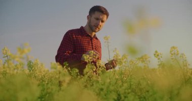 Bir çiftçi kanola tarlasını hastalıkları kontrol etmek ve uygun ürün gelişimini sağlamak için inceliyor..