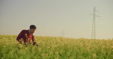 Bir kanola tarlasında bir çiftçi, kırsal bir alanda ürünleri inceliyor. Tarım temaları için ideal.