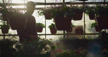 Kendini işine adamış bir bahçıvan profesyonel bir sera ortamında tesisleri sulamak için sprey kullanıyor..