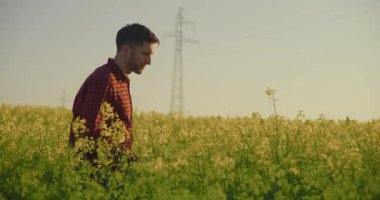 Bir çiftçi tarlada yürürken sağlık, kalite ve hastalık belirtileri için kolza tohumu bitkilerini inceler..