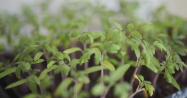 Plastik bir kabın içinde nakil için hazır küçük domates tohumlarının makro çekimi..