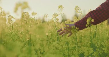 Bir çiftçi eli nazikçe kolza tohumu çiçeğine dokunuyor..