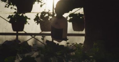 Bahçıvanın silueti çiçek ve sebze fidelerini gün batımında bir serada gübreyle ilaçlıyor..