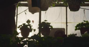 Sera ortamında çiçekleri gübrelemek için sprey kullanan bir bahçıvanın silueti..
