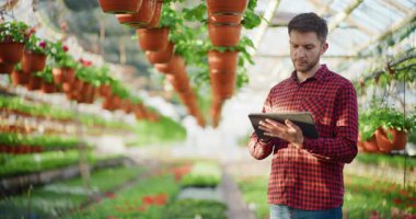 Profesyonel bahçıvan, bir seradaki bitki ekimi ve kontrol sulama sistemlerini yönetmek için dijital tablet kullanıyor..