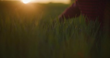 Çiftçilerin yakın plan çekimleri buğday kulaklarına dokunuyor ve günbatımının güzel arka planında altın saati yakalıyor..