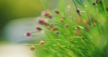 Bahçe ortamındaki güzel açan sarımsak bitkisinin detaylı görüntüsü, canlı yeşil yapraklar ve çiçekli yapıyı gözler önüne seriyor..