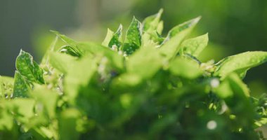 Bahçede çiçek açan bir akciğer bitkisinin benekli yapraklarının detaylı görüntüsü..