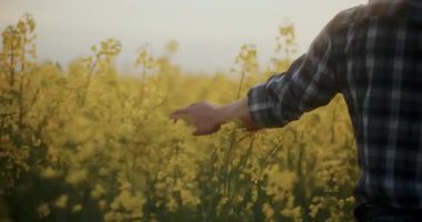 Bir çiftçi, güzel bir günbatımına karşı sarı kanola çiçeklerine nazikçe dokunur ve sakin bir kırsal alan yakalar..