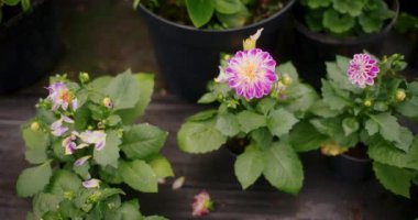 Profesyonel bir serada büyüyen genç çiçek fidanlarının yakınlaşması.