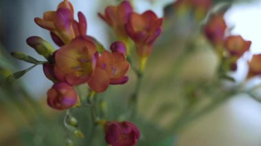 Kol düğmeleri ve dolaba düzgünce yerleştirilmiş bir papyon..