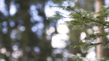 Rüzgarda sallanan uzun bir çam ağacı ve arka planda güzel bir orman bataklığı var..