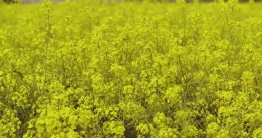 Çok sıkı bir yakın plan sarı kolza tohumu çiçeklerinin detaylarını gözler önüne seriyor..