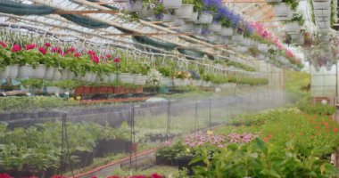 Profesyonel sulama sistemi, seranın her tarafına su püskürterek, bitkilerin sulanmasını sağlıyor..