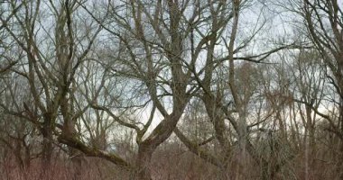 Sonbaharda sık bir ormanın büyüleyici manzarası yaprakları dökülmüş ağaçlar..