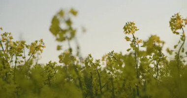 Tarım alanında açan sarı kanola çiçeklerinin detaylı bir görüntüsü canlı renkler ve dokular sergiliyor..