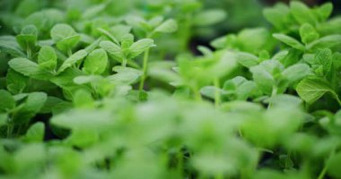 Bitki bahçesinde yetişen taze nane tohumlarının yakın plan çekimi. Doğa ve bahçe temaları için ideal.