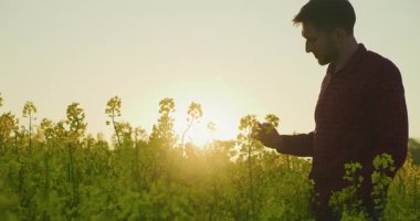 Gün batımında güzel bir altın kolza tarlasında çalışan çiftçinin portresi, sakin bir kırsal atmosferi çağrıştırıyor..