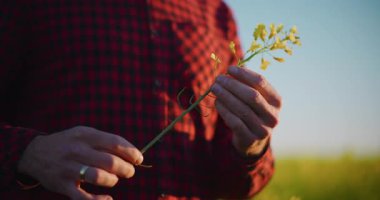 Bir çiftçinin tarlasında kolza tohumu tarlasını incelerken çekilmiş yakın plan fotoğrafı. Planlandığı gibi gelişmesini analiz ediyor..