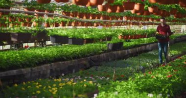 Bahçıvan elinde bir sandık dolusu taze çiçek fideleriyle seradaki dekoratif bitkilere karşı yürür..
