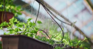 Bahçe aletindeki süs çiçeği fidelerine su püskürtüldüğünü gösteren kaliteli bir video..