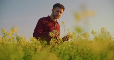 Bir çiftçi kanola tarlasını hastalıkları kontrol etmek ve uygun ürün gelişimini sağlamak için inceliyor..