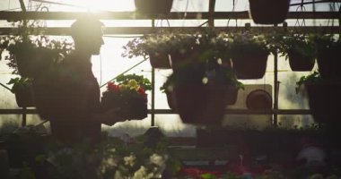 Bir bahçıvanın silueti profesyonel bir serada bir kutu güzel, kokulu, taze çiçek taşıyor..