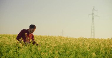 Bir kanola tarlasında bir çiftçi, kırsal bir alanda ürünleri inceliyor. Tarım temaları için ideal.
