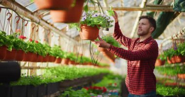 Profesyonel bahçıvan bir serada çalışırken saksı çiçeklerine gübre sıkıyor..