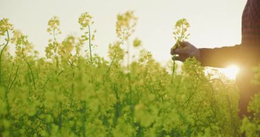 Bir çiftçinin eli, sarı kanola çiçeklerine dokunurken altın saat boyunca güzel bir gün batımına doğru..
