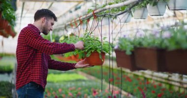 Seradaki bir çiftçi sulama sistemini süs çiçekleri için inceler ve en uygun bitki bakımını sağlar..
