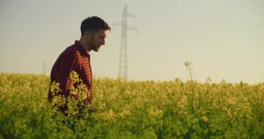 Bir çiftçi tarlada yürürken sağlık, kalite ve hastalık belirtileri için kolza tohumu bitkilerini inceler..