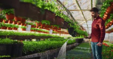 Bahçıvan, profesyonel bir sera ortamında su çiçekleri için bir hortum kullanıyor..