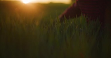 Çiftçilerin yakın plan çekimleri buğday kulaklarına dokunuyor ve günbatımının güzel arka planında altın saati yakalıyor..