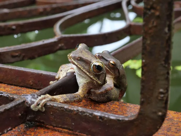 개구리들은 초록색물을 배경으로 짝짓기를 아시아의 양서류 타이의 수컷이 기르는 개구리등은 — 스톡 사진