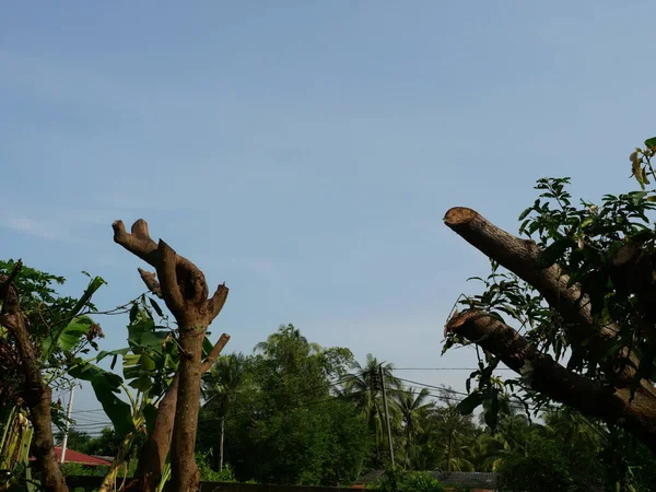 İzleri olan mango ağacı gövdenin dallarını ve yapraklarını kesmiş ve arka planda mavi gökyüzü varmış fırtına rüzgarı tarafından devrilmemek için ağacın bazı kısımlarını kesmiş.