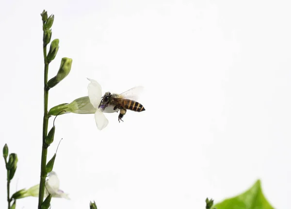 Медовая Пчела Ищет Нектар Белом Китайском Фиалке Короманделе Ползучей Лисьей — стоковое фото