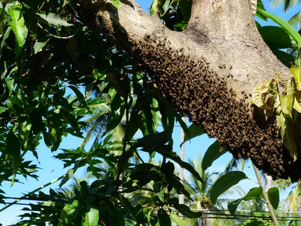 Méhek Csordája Méhkaptárt Épít Törzsén Zöld Levelekkel Háttérben Méh Társadalmi — Stock Fotó