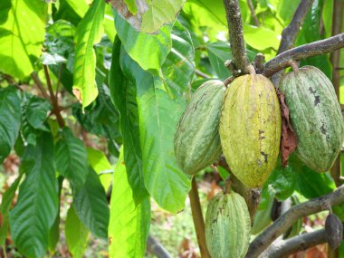 Ağaç ve Theobroma kakao kabuğu meyveleri Tayland 'ın tarım alanlarındaki tarlalarda tutunuyor.