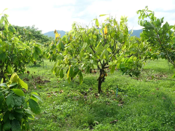 Tree and Theobroma cacao pod fruit hang on branch in the field at agricultural areas in Thailand, Plant at tropical farm