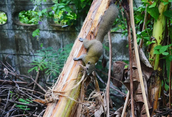 Wiewiórka Zbiera Włókno Kory Suchych Liści Drzewa Bananowego Budowy Gniazda — Zdjęcie stockowe