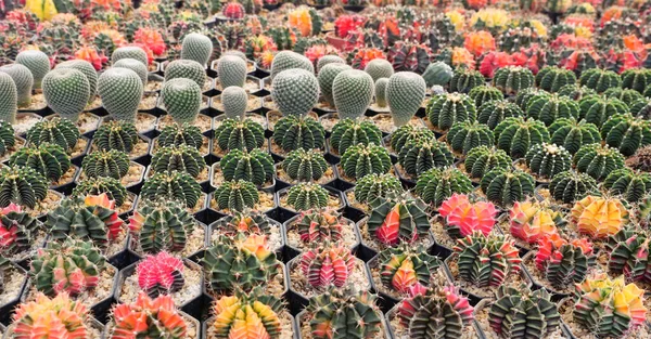 Ομάδα Πολύχρωμων Μοσχευμάτων Moon Cactus Γλάστρα Πορτοκαλί Κόκκινα Ροζ Και — Φωτογραφία Αρχείου