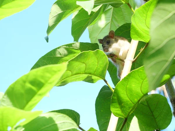 Szczur Drzewie Ukrywanie Myszy Gryzonie Krzakach Mysz Zbliżeniowa Zielonymi Liśćmi — Zdjęcie stockowe