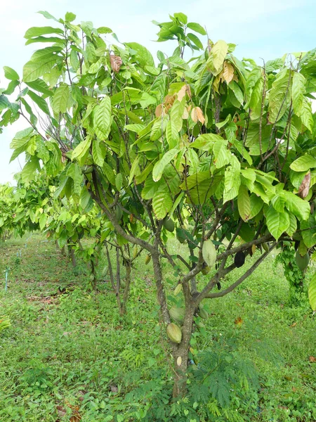 Tree and Theobroma cacao with  cocoa pod fruit hang on branch in the field at agricultural areas in Thailand, Plant at tropical farm
