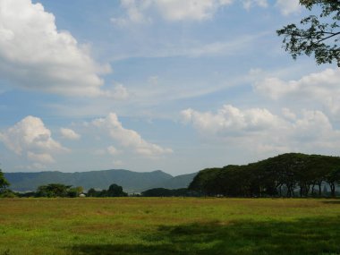 Kahverengi dallı ve yeşil çalılı çayır Mimosa veya Pers ipeği veya Maymun Pod veya mavi gökyüzü olan Saman ağacı, Büyük ağaçlar sıralanır Tayland 'da