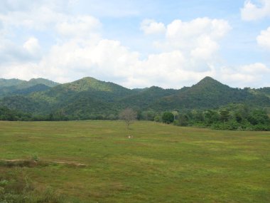 Kahverengi yapraksız yaprak döken ağaç çayırda yeşil orman arka planda Kui Buri Ulusal Parkı, Tayland