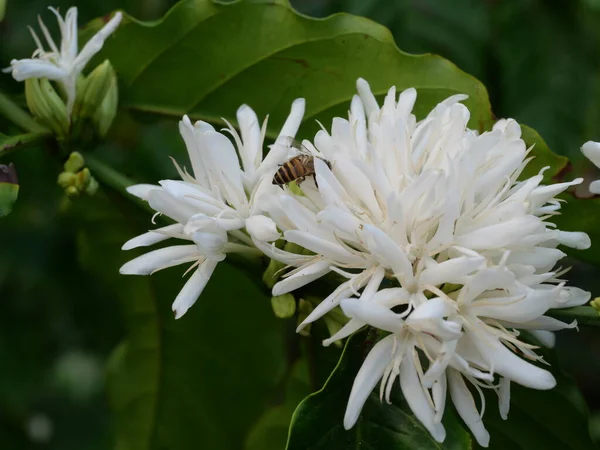Honey bee on Robusta coffee blossom on tree plant with green leaf with black color in background. Petals and white stamens of blooming flowers