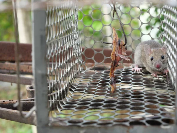 Rat in cage mousetrap, Mouse finding a way out of being confined, Trapping and control of rodents that cause dirt and may be carriers of disease, Mice try to find freedom